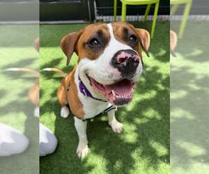 Mutt Dogs for adoption in San Francisco, CA, USA