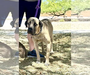 Mutt Dogs for adoption in Goodyear, AZ, USA