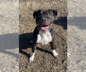 American Pit Bull Terrier-Unknown Mix Dogs for adoption in Virginia Beach, VA, USA