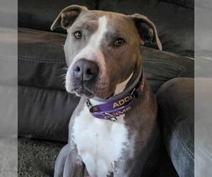 American Pit Bull Terrier-Unknown Mix Dogs for adoption in Belfair, WA, USA