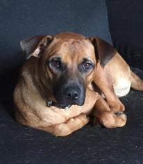 Boxador Dogs for adoption in Harrison, AR, USA