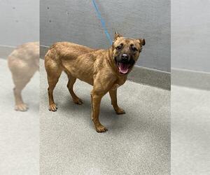 German Shepherd Dog-Unknown Mix Dogs for adoption in Las Vegas, NV, USA