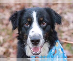 Australian Mountain Dog Dogs for adoption in Cookeville, TN, USA