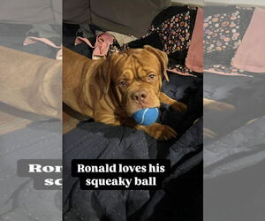 Dogue de Bordeaux Dogs for adoption in Goodyear, AZ, USA