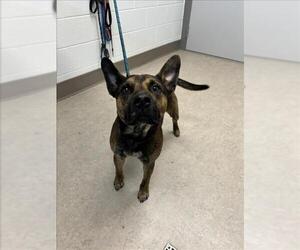 American Pit Bull Terrier-German Shepherd Dog Mix Dogs for adoption in Saginaw, MI, USA