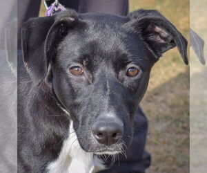 Dutch Shepherd -Unknown Mix Dogs for adoption in Huntley, IL, USA