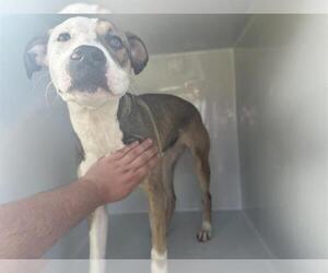Catahoula Leopard Dog-Unknown Mix Dogs for adoption in Houston, TX, USA