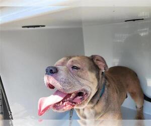 American Pit Bull Terrier Dogs for adoption in Houston, TX, USA