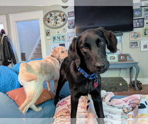 Labrador Retriever-Unknown Mix Dogs for adoption in Clovis, CA, USA