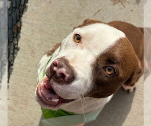 Mutt Dogs for adoption in Tulsa, OK, USA