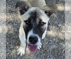 Anatolian Shepherd-Unknown Mix Dogs for adoption in Salt Lake City, UT, USA