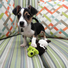 Beagle Dogs for adoption in Waco, TX, USA