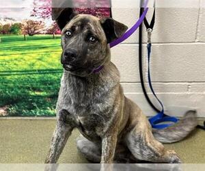 Dutch Shepherd -Unknown Mix Dogs for adoption in Moreno Valley, CA, USA