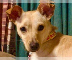Chiweenie Dogs for adoption in League City, TX, USA