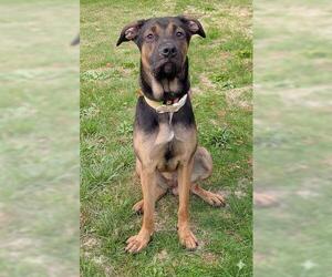 Black and Tan Coonhound Dogs for adoption in Akron, OH, USA