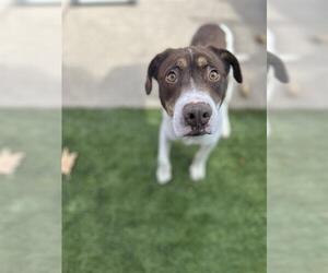 Labrador Retriever-Unknown Mix Dogs for adoption in Chula Vista, CA, USA