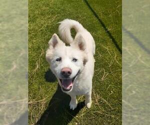 Samoyed Dogs for adoption in Downey, CA, USA
