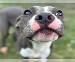 American Pit Bull Terrier-Unknown Mix Dogs for adoption in Texas City, TX, USA