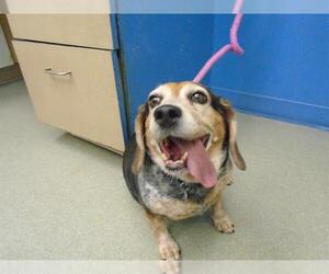 Beagle Dogs for adoption in Pueblo, CO, USA