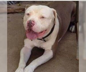 American Pit Bull Terrier Dogs for adoption in Alexander, AR, USA