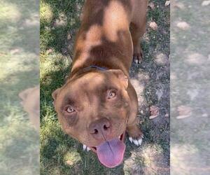 Mutt Dogs for adoption in Riverside, CA, USA