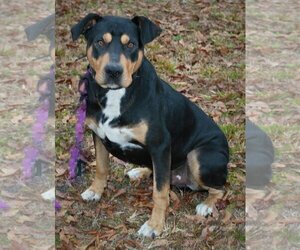 Rotterman Dogs for adoption in Attalka, AL, USA