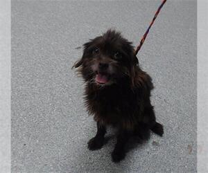 Mutt Dogs for adoption in Pasadena, TX, USA