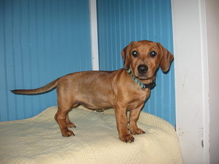 Dachshund-Unknown Mix Dogs for adoption in Concord, NC, USA