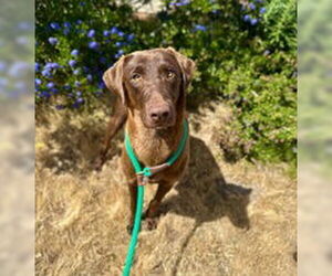 Doberman Pinscher Dogs for adoption in Salinas, CA, USA
