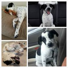 Border Collie-Unknown Mix Dogs for adoption in Del Rio, TX, USA