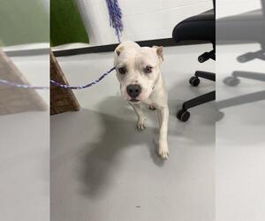 American Pit Bull Terrier Dogs for adoption in Temple, TX, USA