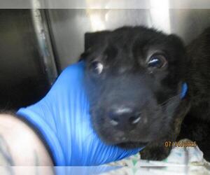 German Shepherd Dog-Unknown Mix Dogs for adoption in Oklahoma City, OK, USA