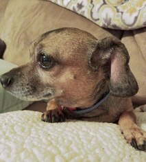 Chiweenie Dogs for adoption in Rustburg, VA, USA