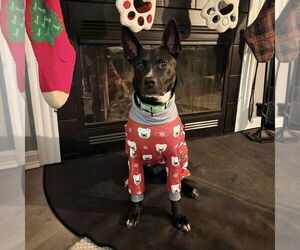 Mutt Dogs for adoption in Boston, MA, USA