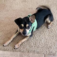 Medium Photo #1 Chihuahua Puppy For Sale in Austin, TX, USA