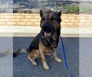 German Shepherd Dog Dogs for adoption in Big Bear City, CA, USA
