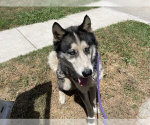 Siberian Husky Dogs for adoption in Oklahoma City, OK, USA