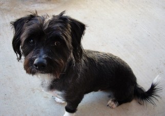 Mutt Dogs for adoption in Surprise, AZ, USA
