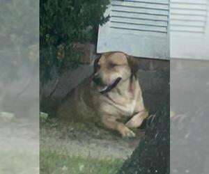 Black and Tan Coonhound-Unknown Mix Dogs for adoption in Houston, TX, USA
