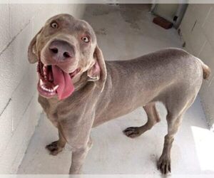 Weimaraner Dogs for adoption in Raleigh, NC, USA