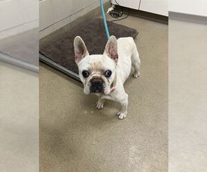 French Bulldog Dogs for adoption in Santa Maria, CA, USA