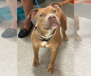 Mutt Dogs for adoption in Louisville, KY, USA