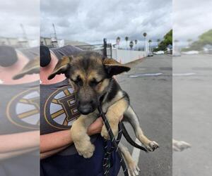 German Shepherd Dog Dogs for adoption in Alameda, CA, USA