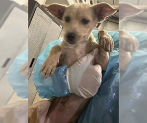 Chihuahua Dogs for adoption in Bakersfield, CA, USA