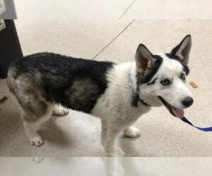 Siberian Husky Dogs for adoption in Riverside, CA, USA