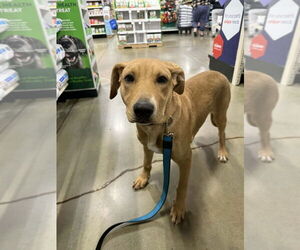 Doberman Pinscher-Labrador Retriever Mix Dogs for adoption in Aurora, IN, USA
