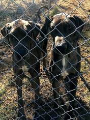 Great Dane Dogs for adoption in Melrose, FL, USA