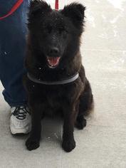 Borador Dogs for adoption in Fargo, ND, USA