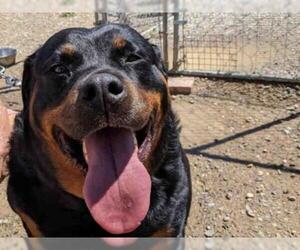 Rottweiler Dogs for adoption in Santa Fe, NM, USA