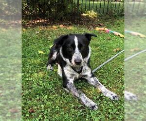 Border Collie-Unknown Mix Dogs for adoption in Jenkintown, PA, USA
